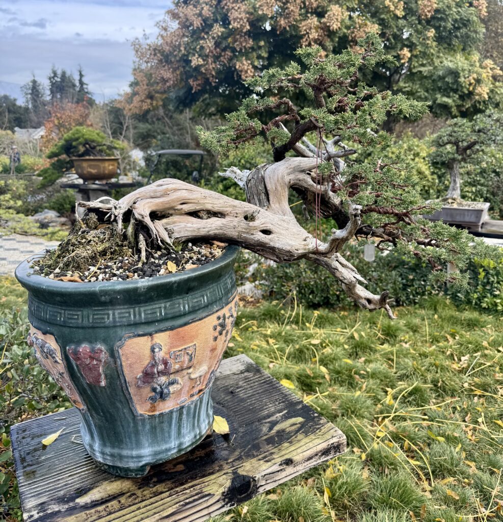 A photo of a bonsai plant at the Huntington in San Marino, California.
